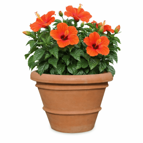 Terrakotta Pflanztopf aus Impruneta – klassischer runder Blumentopf aus frostfester Terracotta